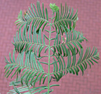 Blatt