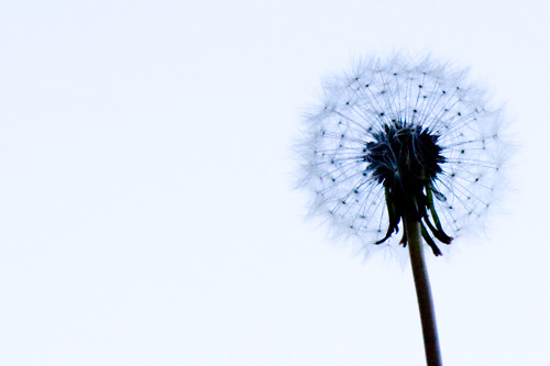 Pusteblume