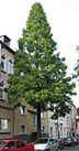 Baum